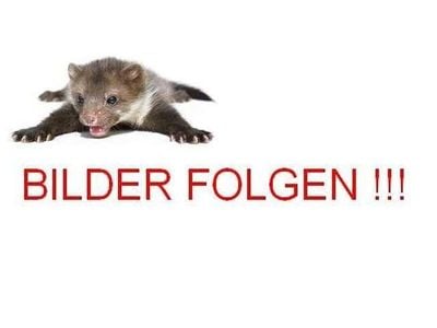 Gebraucht Dacia Duster Prestige 125 PS (91 kW) 2014 Platingrau metallic (metallic) SUV