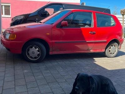 Usata VW Polo 60 CV (44 kW) 1998 Rosso Utilitaria