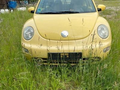 VW Beetle