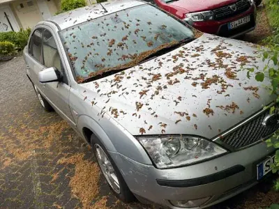 Gebraucht Ford Focus