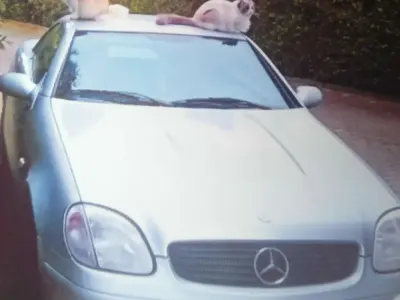 Usata Mercedes SLK200 136 CV (100 kW) 1998 Argento Cabrio