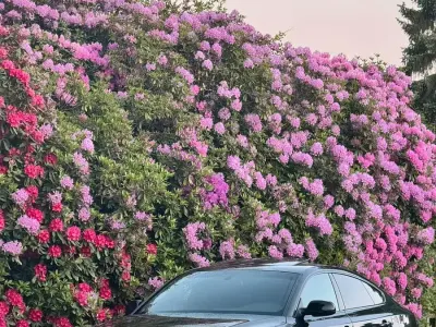Gebraucht Audi A5 Sportback S-Line 211 PS (155 kW) 2011 Schwarz Kleinwagen