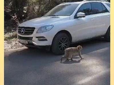 Mercedes ML250