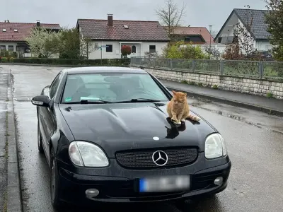 Gebraucht Mercedes SLK200 163 PS (119 kW) 2003 Schwarz Cabrio