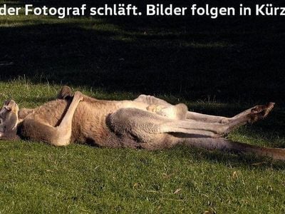 Gebraucht Renault Zoe Life 80 kW (109 PS) 2021 Gletscherweiß Kleinwagen