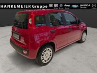 Neu Fiat Panda Icon 65 PS (47 kW) 2026 Rot Kleinwagen