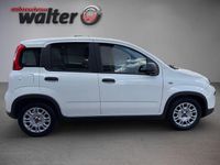 Gebraucht Fiat Panda 69 PS (50 kW) 2024 Weiß Kleinwagen
