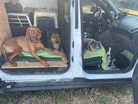 gebraucht Ford Transit Connect ATM Dogwalk Hundeboxen Hundetransporter