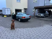 Gebraucht Audi 80 69 PS (50 kW) 1990 Grün Limousine