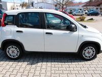 gebraucht Fiat Panda Hybrid 1.0 GSE Flex Light-Paket, Komfort-P