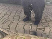 Gebraucht Kia Ceed Edition 7 99 PS (72 kW) 2016 Grau Kleinwagen