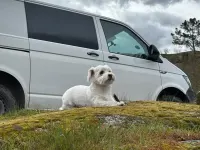 Second-hand VW Transporter 150 CP (110 kW) 2019 Alb Van