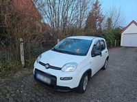 Gebraucht Fiat Panda 69 PS (50 kW) 2023 Weiß Kombi