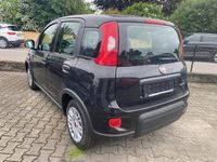 Gebraucht Fiat Panda 69 PS (50 kW) 2024 Schwarz Kleinwagen