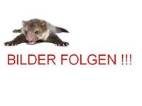 Gebraucht Dacia Duster Prestige 125 PS (91 kW) 2014 Platingrau metallic (metallic) SUV