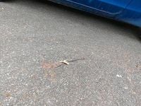 Gebraucht Mitsubishi Colt Motion 75 PS (55 kW) 2007 Blau Kleinwagen