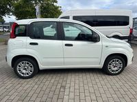 Gebraucht Fiat Panda Easy 69 PS (50 kW) 2020 Kleinwagen