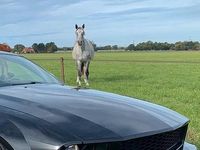 Gebraucht Ford Mustang GT 305 PS (224 kW) 2005 Schwarz Coupé
