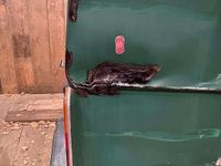 Gebraucht VW LT 75 PS (55 kW) 1982 Grün Van