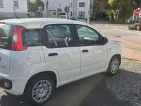 Neu Fiat Panda 69 PS (50 kW) 2025 Weiß Kleinwagen