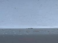 Gebraucht Opel Corsa-e GS Line 100 kW (136 PS) 2020 Weiß Kleinwagen