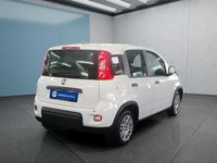 Neu Fiat Panda 69 PS (50 kW) 2025 Weiß Kleinwagen