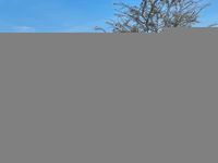 Gebraucht Ford Focus ST-Line 155 PS (114 kW) 2024 Grau Limousine