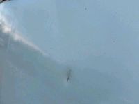 Gebraucht Ford Transit Custom 131 PS (96 kW) 2019 Weiß