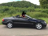 Gebraucht Mercedes CLK200 Avantgarde 163 PS (119 kW) 2005 Schwarz Cabrio