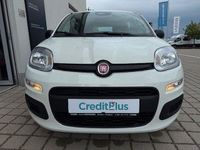 Neu Fiat Panda 69 PS (50 kW) 2025 Weiß Kleinwagen