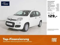 Neu Fiat Panda Icon 69 PS (50 kW) 2025 Weiss Limousine