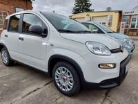 Gebraucht Fiat Panda 69 PS (50 kW) 2024 Weiss Kleinwagen