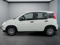Neu Fiat Panda 69 PS (50 kW) 2025 Weiß Kleinwagen
