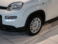 Neu Fiat Panda 69 PS (50 kW) 2025 Kleinwagen