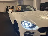 Gebraucht Fiat 124 Spider Lusso 140 PS (102 kW) 2016 Weiß Cabrio