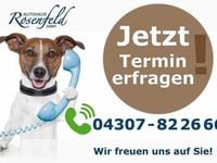 Gebraucht VW T6.1 S 150 PS (110 kW) 2019 Weiß Van