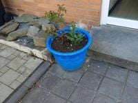 Gebraucht Honda CR-Z 124 PS (91 kW) 2010 Blau Coupé