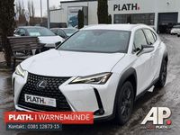 Gebraucht Lexus UX 250h Launch Edition 145 PS (106 kW) 2019 Weiß SUV