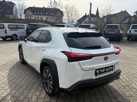 Gebraucht Lexus UX 250h 184 PS (135 kW) 2024 Weiß SUV