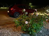 Gebraucht Alfa Romeo MiTo Quadrifoglio Verde 170 PS (125 kW) 2013 Rot Kleinwagen
