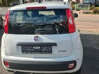 Neu Fiat Panda 69 PS (50 kW) 2025 Weiß Kleinwagen