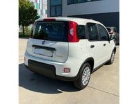 Gebraucht Fiat Panda 69 PS (50 kW) 2023 Weiss) (weiss Kleinwagen