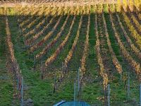 Gebraucht Audi Cabriolet Sport 133 PS (97 kW) 1992 Grau Cabrio