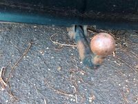 Gebraucht Citroën Xantia 65 PS (47 kW) 1997 Grün Limousine