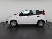 Neu Fiat Panda 69 PS (50 kW) 2025 Weiß, weiß uni Kleinwagen