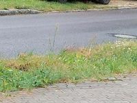 Gebraucht Fiat Panda 59 PS (43 kW) 2009 Orange Kleinwagen