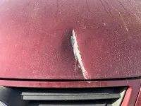 Gebraucht VW Polo United 80 PS (58 kW) 2008 Rot Kleinwagen