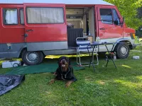 Gebraucht Mercedes T1 68 PS (50 kW) 1978 Rot Van