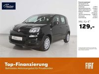 Neu Fiat Panda Icon 69 PS (50 kW) 2025 Schwarz Limousine
