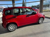 Neu Fiat Panda 69 PS (50 kW) 2025 Rot Kleinwagen